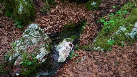 Closeup of Small Forest Spring Cascade with Mossy Rocks and Leaves Slovenia Stock Footage 340845650
