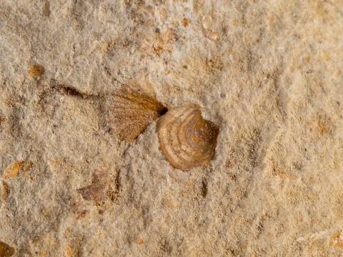 Closeup of a small fossilized shell imprint in limestone Stock Photos