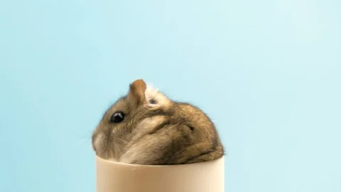 Closeup of a small funny miniature Stock Video Pond5