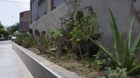 Closeup of a small garden with small cacti and plants with thorns on the street Stock Footage 150289274