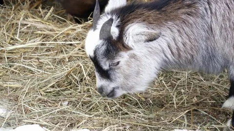 Closeup of small goats eating straw in the zoo Stock Footage 73367674