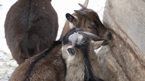 Closeup of small goats in the zoo Stock Footage