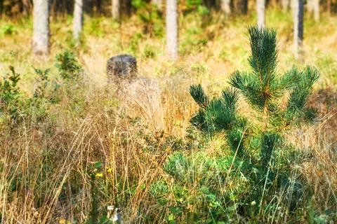 Closeup of small green pine tree growing in a fir and cedar forest with dry Stock Photos