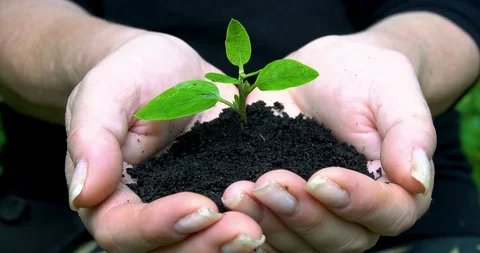 Closeup small green plant grows out from the soil, which woman's hands hold. Stock-Footage 127741718