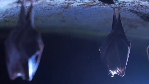 Closeup small horseshoe bat group covered by wings shake awake after hibernation Stock Footage 129580824