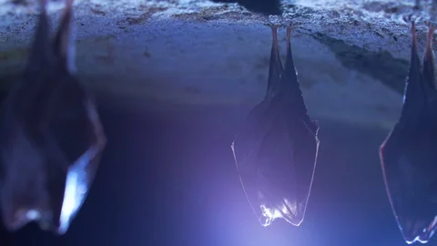 Closeup small horseshoe bat group covered by wings shake awake after hibernation Stock Footage 129580860
