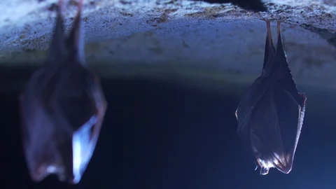 Closeup small horseshoe bat group covered by wings shake awake after hibernation Stock Footage 129581097
