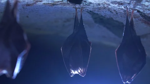 Closeup small horseshoe bat group covered by wings shake awake after hibernation Stock Footage 129581242