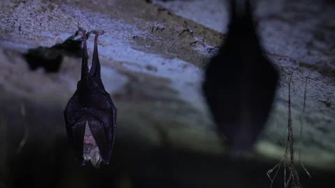 Closeup small horseshoe bat group covered by wings while hibernating. Wildlife Stock Footage 149990445