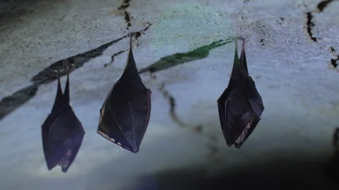 Closeup small horseshoe bat group covered by wings while hibernating. Wildlife Stock Footage 150039959