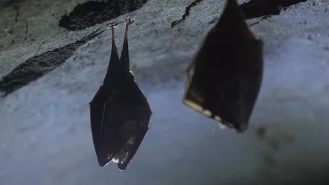 Closeup small horseshoe bat group covered by wings while hibernating. Wildlife Stock Footage 150049022