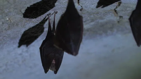 Closeup small horseshoe bat group covered by wings while hibernating. Wildlife Stock Footage 150061262