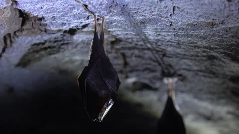 Closeup small horseshoe bat group covered by wings while hibernating. Wildlife Stock Footage 150070678