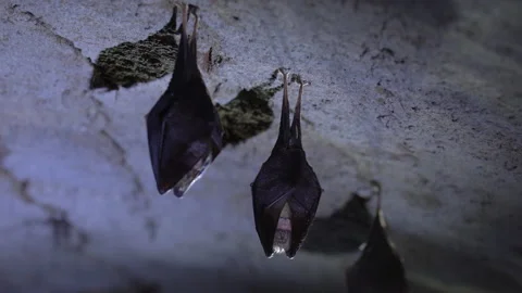 Closeup small horseshoe bat group covered by wings while hibernating. Wildlife Stock Footage 150075258