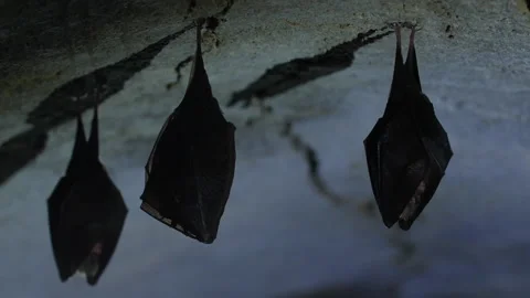 Closeup small horseshoe bat group covered by wings while hibernating. Wildlife Stock Footage 150124529