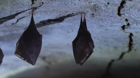 Closeup small horseshoe bat group covered by wings while hibernating. Wildlife Stock Footage 150204611