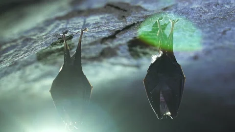 Closeup small horseshoe bat group covered by wings shake awake after hibernation Stock Footage 153625358