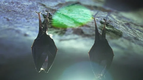Closeup small horseshoe bat group covered by wings shake awake after hibernation Stock Footage 153628885
