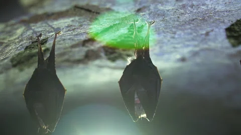 Closeup small horseshoe bat group covered by wings shake awake after hibernation Stock Footage 153632711