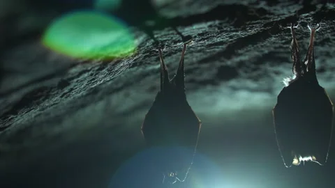 Closeup small horseshoe bat group covered by wings shake awake after hibernation Stock Footage 153633535