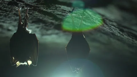 Closeup small horseshoe bat group covered by wings shake awake after hibernation Stock Footage 153839031