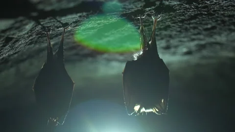 Closeup small horseshoe bat group covered by wings shake awake after hibernation Stock Footage 153840670
