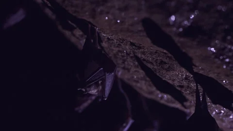 Closeup small horseshoe bat group covered by wings shake awake after hibernation Stock Footage 261578222
