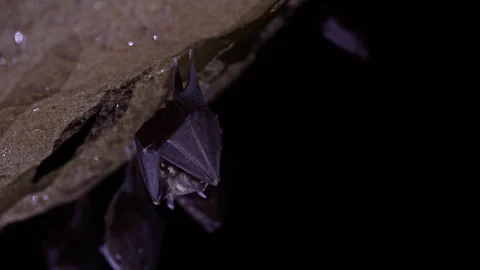 Closeup small horseshoe bat group covered by wings shake awake after hibernation Stock Footage 261606546