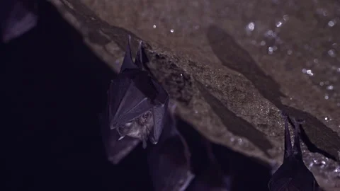 Closeup small horseshoe bat group covered by wings shake awake after hibernation Stock Footage 261607819
