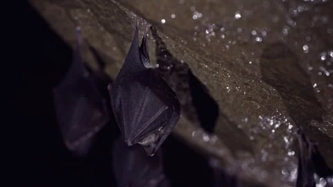 Closeup small horseshoe bat group covered by wings shake awake after hibernation Stock Footage 261608414