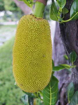 Closeup small jackfruit on the tree Foto stock