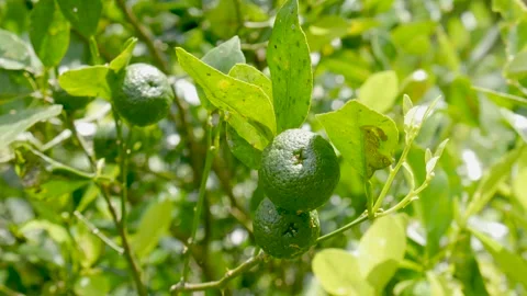 Closeup small lime fruit swaying in the wind under bright midday sunlight Vídeo Stock 341797280