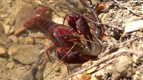 Closeup of small lobster underwater in a river getting closer to camera Stock Footage 141553056