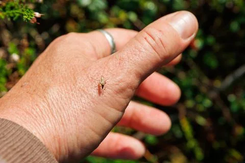 Closeup of a small mosquito resting on the back of a human hand in woodland.. Stock Photos