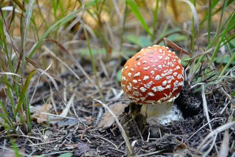 Closeup of a small mushroom fly agaric (Amanita muscaria) Stock Photos