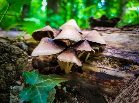 Closeup on small mushrooms Stock Photos