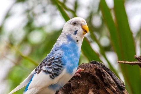 Closeup on small parrot Stock Photos