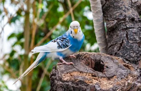 Closeup on small parrot Stock Photos