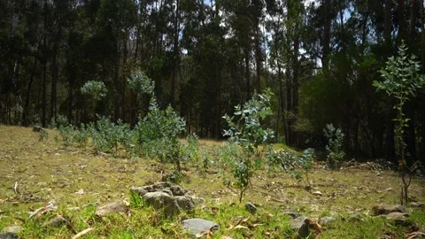 Closeup of a small patch of plants in the field with trees in the background and 库存影片 164594131