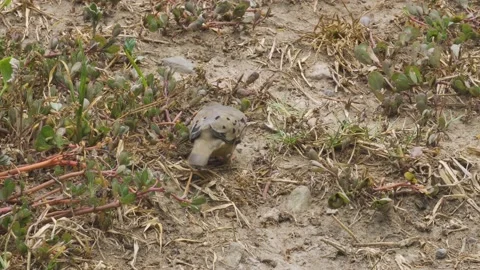 Closeup of a small pigeon bird croaking ground dove looking for food Video stock 149900543