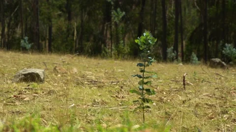 Closeup of a small plant planted in the field with trees in the background out Stock Footage 164593635