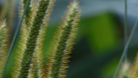 Closeup of small plants backlit on a path Stock Footage 116503014