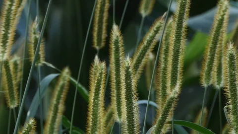 Closeup of small plants backlit on a path 動画素材 116503056