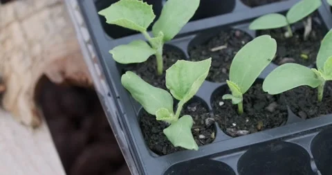 Closeup of Small Plants in Cell Seed Stock Footage 226852008