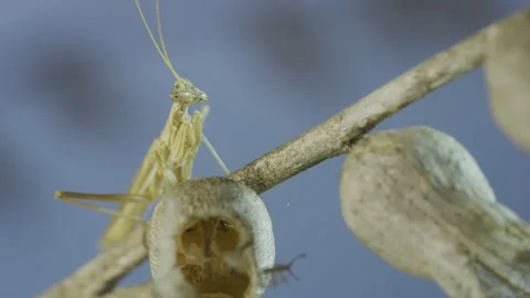 Closeup of small praying mantis sits on Henbane dry flowers and looks at on Stock Footage 205816831