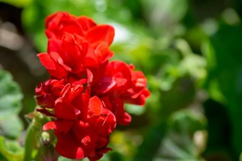 Closeup on small red geranium Stock Photos