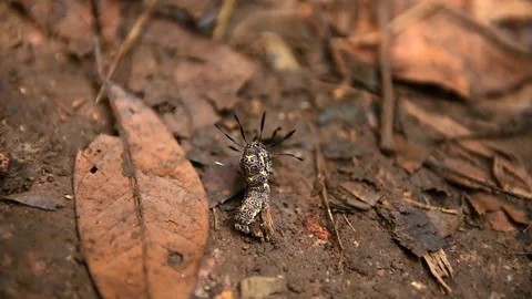 Closeup of Small Reptile Moving on Forest Floor Stock Footage 329106457