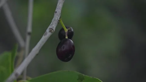 A closeup of small ripe java plums or syzygium cumini fruits on tree branches Stock Footage 251660868