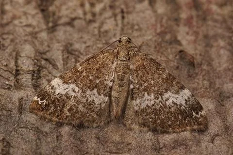 Closeup on the Small Rivulet geometer moth, Perizoma alchemillata Stock Photos