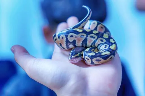 Closeup of a small royal python in a hand, Python regius - popular pet in Thaila 스톡 사진